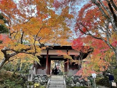 紅葉の嵐山ウォーキング　祇王寺・常寂光寺・天龍寺の紅葉