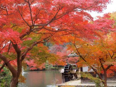 秋の東山動植物園　植物園の真っ赤な紅葉　動物園ではかわいいレッサーパンダに癒される