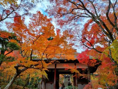 202111☆大阪USJ&紅葉の京都☆一人旅☆京都篇