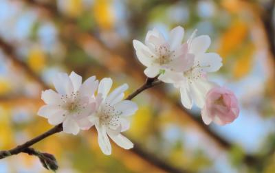 美しかった十月桜