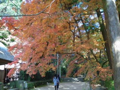 佐賀市周辺の紅葉狩りを楽しみ、古湯温泉に泊まりに行く