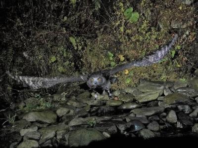 北海道・野鳥撮影の旅[2021年11月]道東編