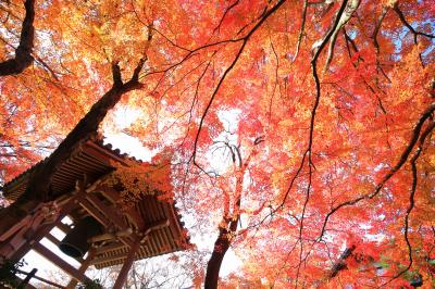 2年ぶりの京都