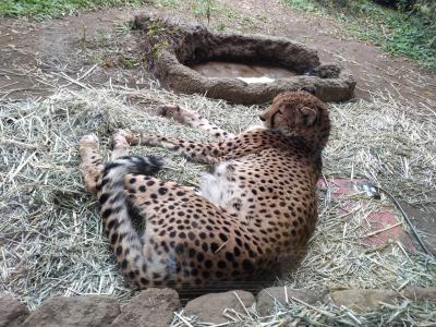 子連れ旅行in神奈川　★川崎キングスカイフロント東急REIホテル＆よこはま動物園ズーラシア★