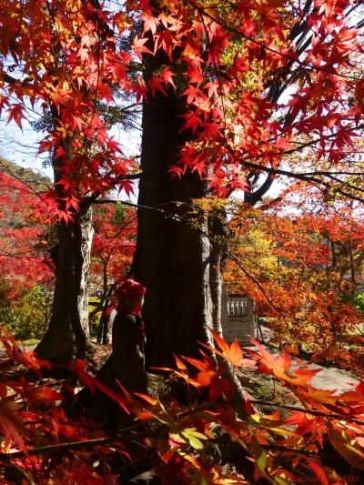 「金龍寺」の紅葉_2021_ほとんど枯れ進み、散り始めていました（群馬県・太田市）