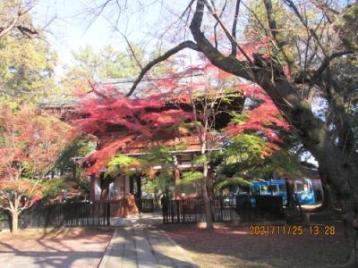 松戸市の北小金・東斬寺・紅葉