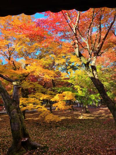 紅葉京都