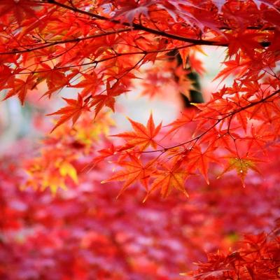 2021年 11月　神奈川・鶴見　三ツ池公園の秋