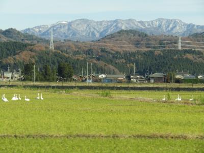 新発田市郊外の白鳥－2021年秋