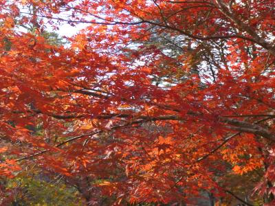 秋の紅葉　秩父、長瀞付近をブラブラ・・・　朝早い出発で渋滞＆駐車場問題無し　