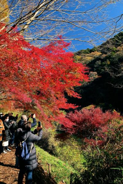 ■ 燃えるような朱色に染まる「愛岐トンネル群散策」の旅