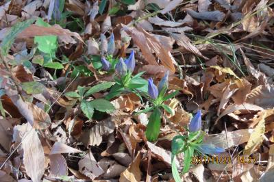 久し振りに森のさんぽ道を歩きました②