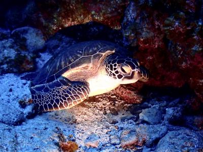 ウミガメに出会う慶良間ダイビング旅