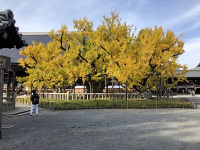 2021京都紅葉　本願寺・相国寺・北野天満宮もみじ苑