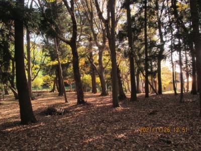 流山市の駒木・駒木ふるさとの森・紅葉