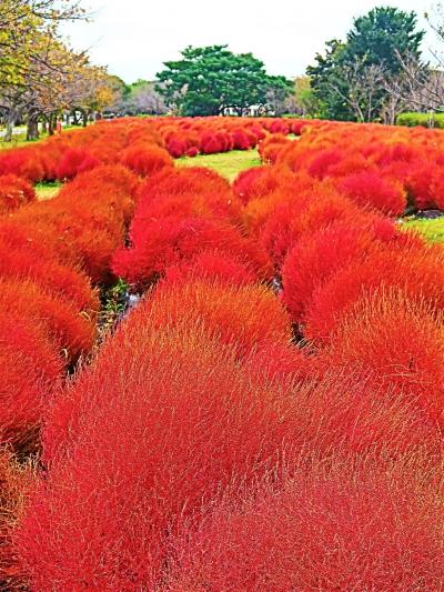 福岡12　国営海の中道海浜公園-1　花の丘　コキア/コスモス-最盛期　☆レンタサイクル3時間