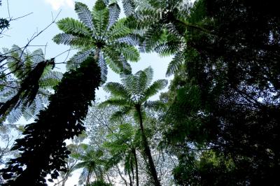 ジュラシックパークのモデル奄美大島旅