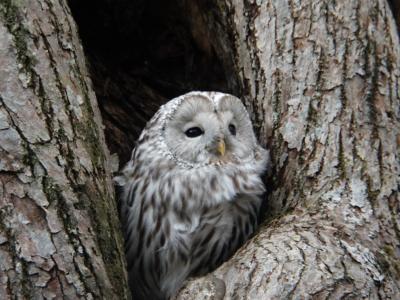 北海道野鳥撮影の旅[2021年11月]道央編