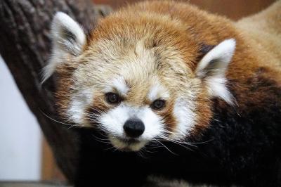 茶臼山動物園　2021年秋の仔パンダ紀行第2園は茶臼山・・・のはずでしたがおチビちゃんの展示休止で会うことは出来ませんでした