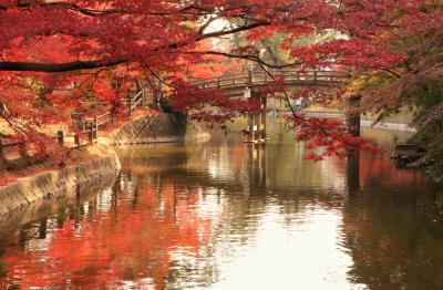 近場でも意外に紅葉が楽しめました♪　岡崎東公園の紅葉は最高潮でした♪