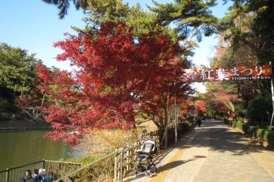 散歩がてら岡崎東公園に紅葉を見に行って来ました！