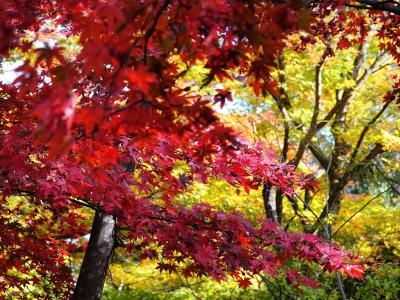 湯河原温泉 紅葉 に関する旅行記 ブログ フォートラベル 神奈川県