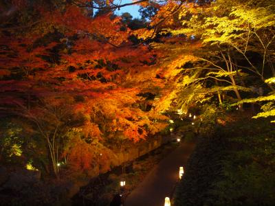 錦を纏う　徳川園紅葉祭り　ライトアップされた美しい紅葉を楽しむ　BREWPUB &#332;ZONEでおいしい地ビール