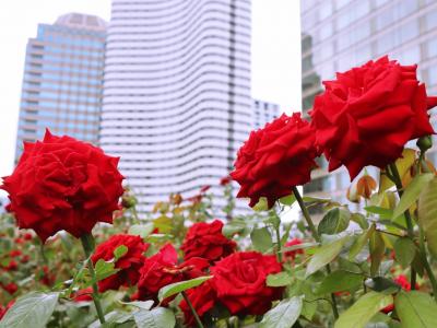 ホテルニューオータニ東京の87室のホテル・イン・ホテル♪エグゼクティブハウス禅でいまを愉しむ。３万輪の薔薇が咲き誇るレッドローズガーデンへ♪
