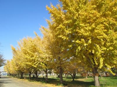 柏市の柏の葉・千葉大学・実験農場・紅葉