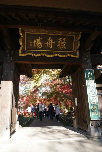 ぶらり紅葉の東急東横と大井町線沿線、見頃の町歩き編