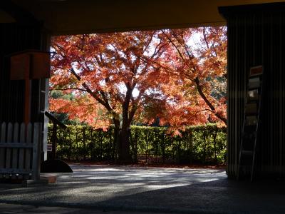 12月5日ほとんど終了　柏の葉公園の紅葉　