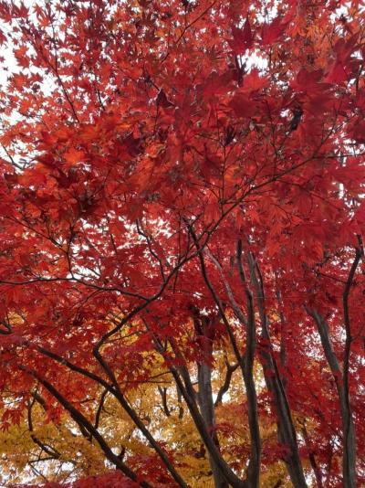 12月はじめ、二条城の紅葉