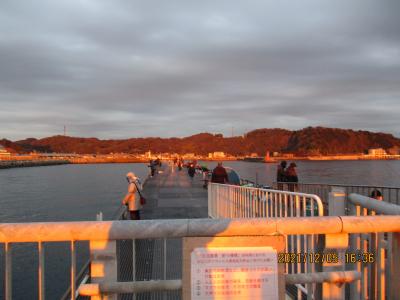 豊浜釣り桟橋１２月　イワシばっかり