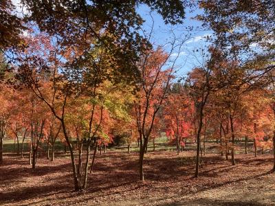 今年の紅葉はここ!福島・鷹巣農場~そして紅葉前線を南下 茨城・花園渓谷へ