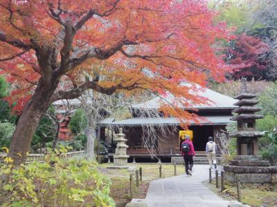 2021年　鎌倉の紅葉：報国寺、杉本寺、東慶寺など