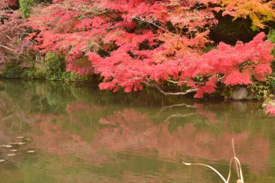 紅葉が見頃な下関長府の町を散策します～長府庭園～