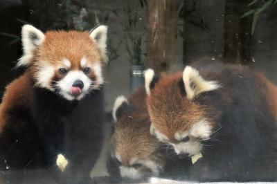 東海レッサーパンダ遠征・車デビューの愛知（７）浜松市動物園：レッサーパンダ特集～キララ・アラタ・ミライ同居中＆展示交代もリンゴタイムも逃さず