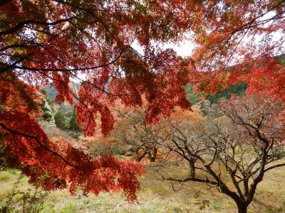 神奈川散歩 日向薬師から浄発願寺へ紅葉ハイキング