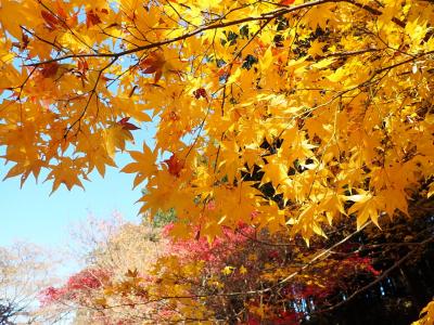 2021 12月　茨城日帰りドライブ～水戸偕楽園・那珂湊・大洗～紅葉を見て海鮮をたべよう