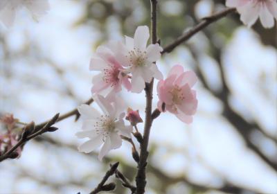 美しかった十月桜