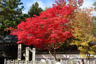 紅葉が見頃の高野山へ【高野町役場・蛇腹路・壇上伽藍(根本大塔・六角経蔵・蓮池)】＆かつらぎ温泉