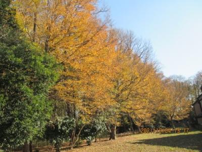 流山市の松ヶ丘・松ヶ丘３号散策の森・紅葉