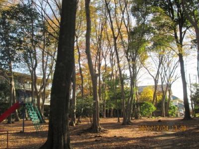 流山市の松ヶ丘・松ヶ丘ふるさと公園・紅葉