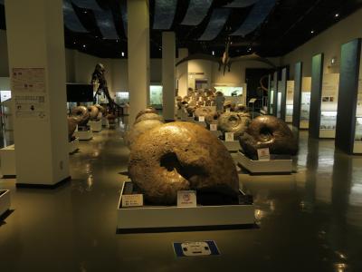 巨大な北海道のアンモナイト(博物館級 AKARENGA