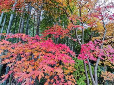 一条恵観山荘の紅葉と長谷寺ライトアップ2021