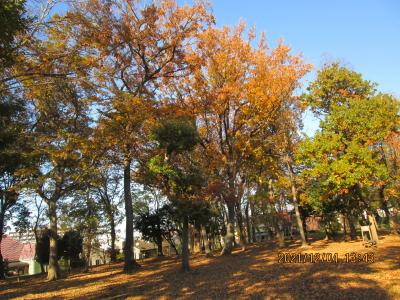 流山市の松ヶ丘・松ヶ丘２号散策の森・紅葉