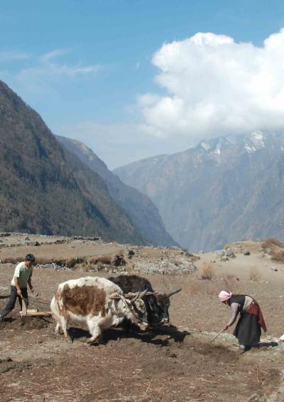 春のランタン谷トレッキング　2011.4.5～16