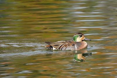 水鳥探鳥　蜻蛉（とんぼ）池公園と久米田池