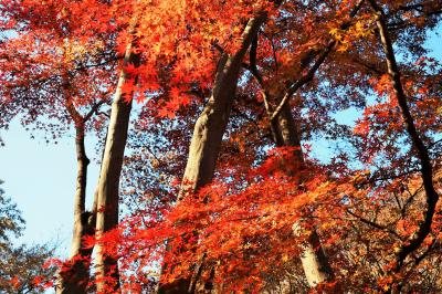 東京・幸先詣で深大寺と神代植物公園～木々の紅葉と秋バラと