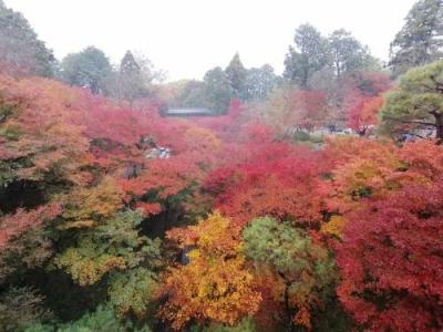 ’２１　京都 紅葉さんぽ１　雨の東福寺＆DRAGON BURGER